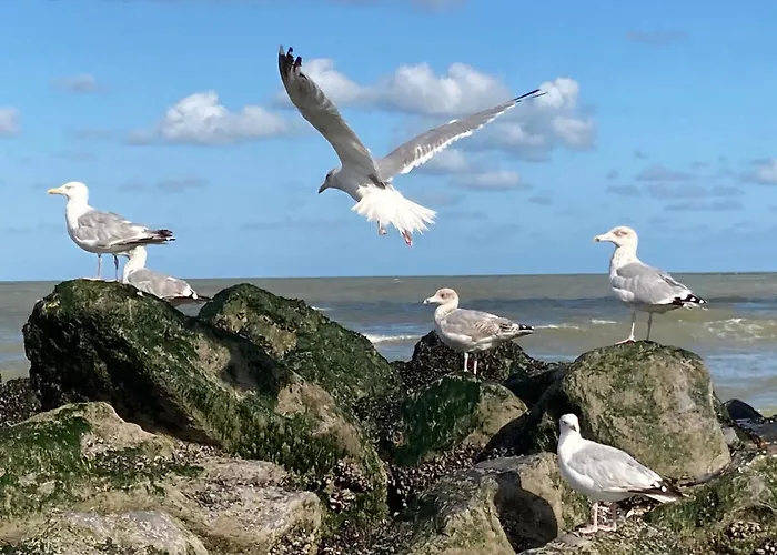 Дом отдыха Maison Nausikaa